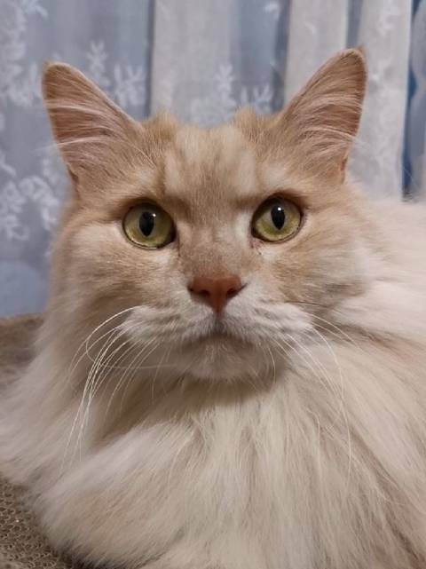 请听橘橘开摩托