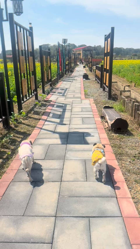 巴哥犬旺仔和milk改吃低脂粮两年后体型明显变瘦