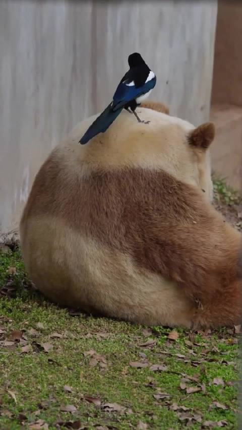 熊猫七仔遭喜鹊组团薅毛搭窝