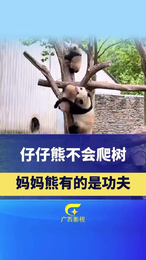 崽崽熊不会爬树，妈妈熊有的是力气和手段：上演功夫熊猫带娃上树！