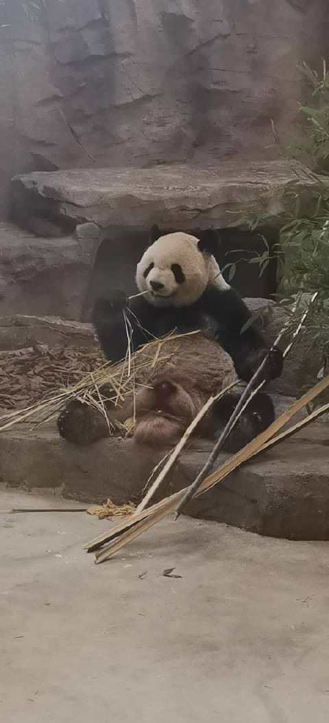 大熊猫艾伦加班吃播成最敬业打工熊