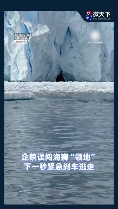 企鹅误闯海狮“领地”，下一秒紧急刹车逃走