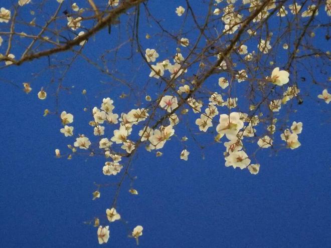 【皖检文苑】李光菊 | 繁花无言