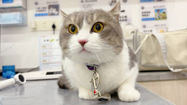 七仔接种疫苗表现乖巧，下周将带阿肚补种