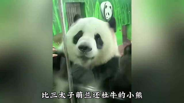 广州熊猫雅一表演空中瑜伽，动作丝滑引围观