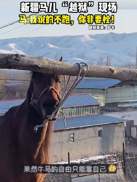 新疆马儿 “越狱” 现场，马:我说的不跑，你非要栓！