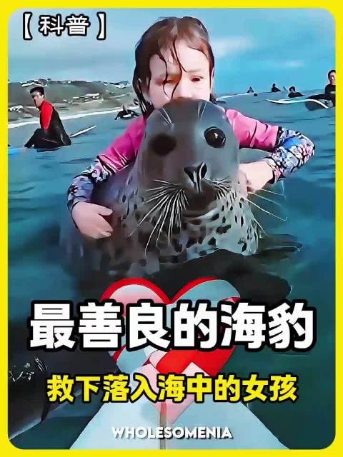 最善良的海豹