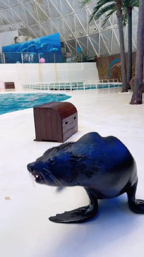 皇家海洋乐园海狮展示惊人技能引关注