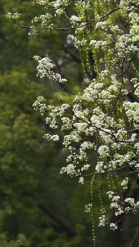 枝头繁花初绽绿意蔓延周一早安