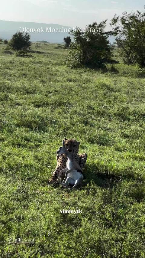 仔仔太可爱辽猎豹