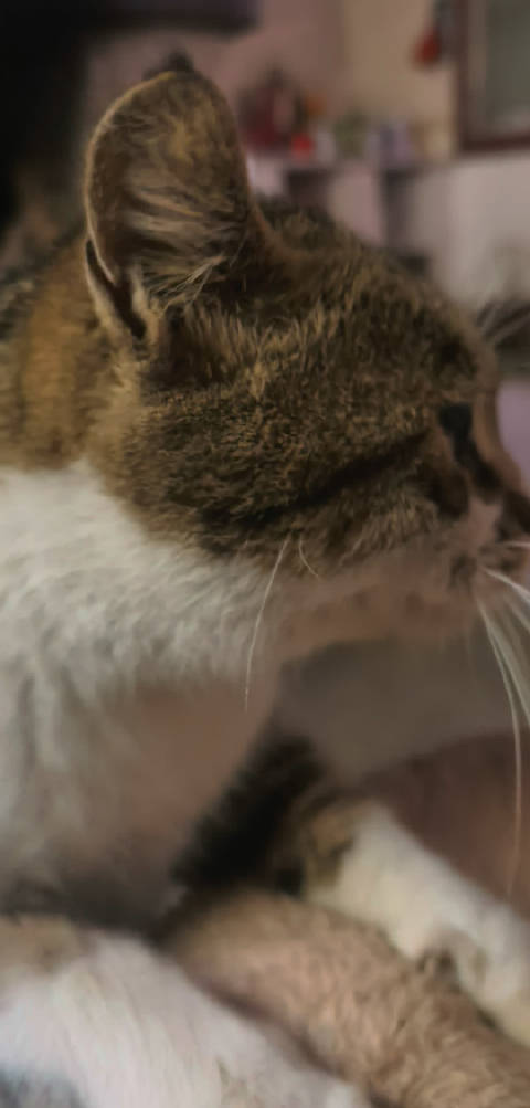 开摩托的小咪咪，这摩托声火锅要甘拜下风了