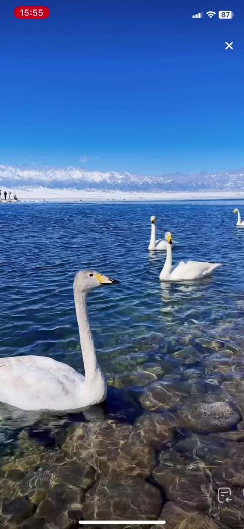 于正分享天鹅宝宝治愈画面