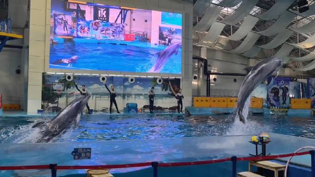 海豚海狮表演难度解析，驯养师揭秘训练细节