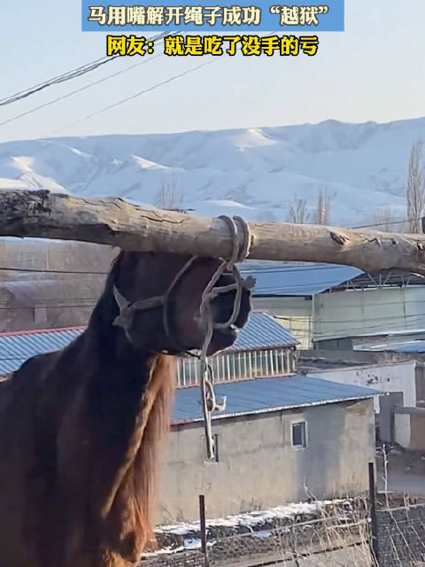 绳子根本挡不住向往自由的马，马用嘴解开绳子成功“越狱”