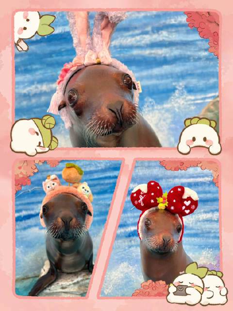 谁说海狮不能穿粉粉 被海狮秀到了