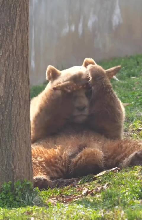 这木头已经成仔仔的玩具了，损耗率很大…感觉已经磨成针了呀！