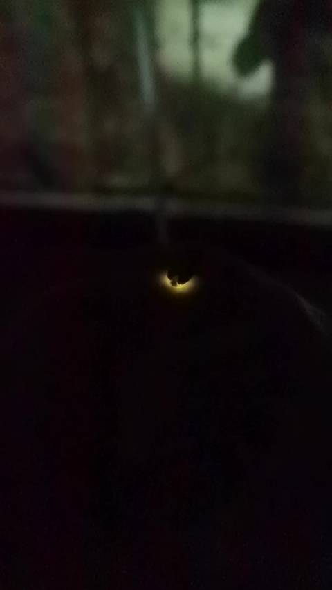 萤火虫的光，是夏夜最浪漫的秘密