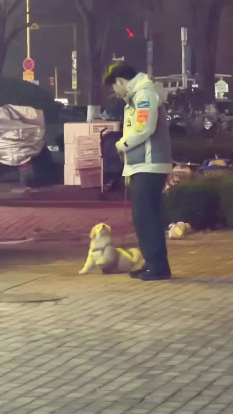 跑起来，狮子王的潜质？