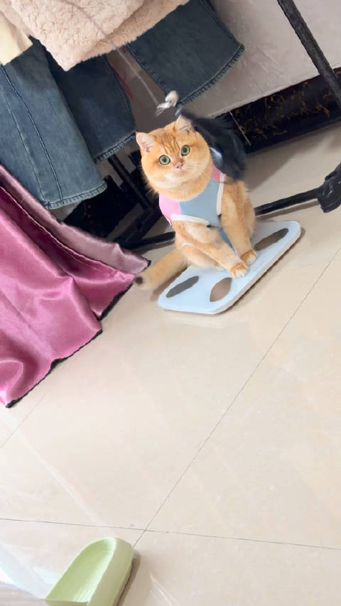 咪一定很爱我吧，毕竟她的世界只有我