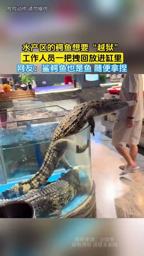 鳄鱼欲越出水产缸被工作人员拽回