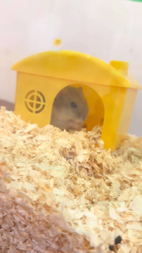 不是说它的智商就是一根大香蕉吗 怎么大半夜越狱跑沙发后面的 找了好一会