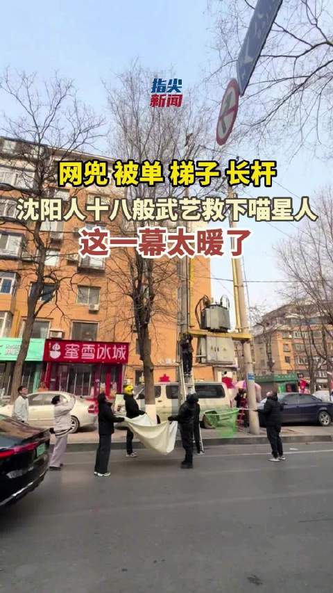 网兜、被单、梯子、长杆……沈阳人十八般武艺救下喵星人