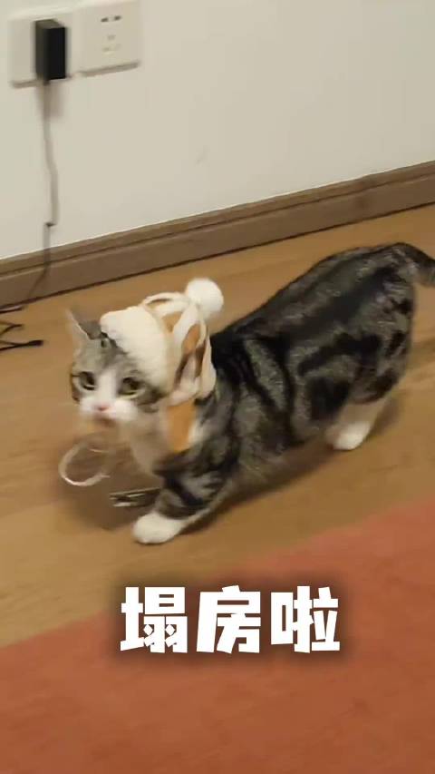 塌房了！摩托小猫又生气了…… @微博iPhone客户端 曝光