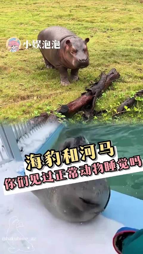 海豹河马：水陆两不栖，还是全身敏感肌！