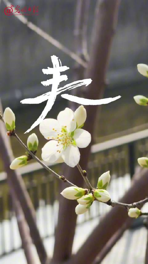 春景繁花入画，李娜手绘定格限定浪漫