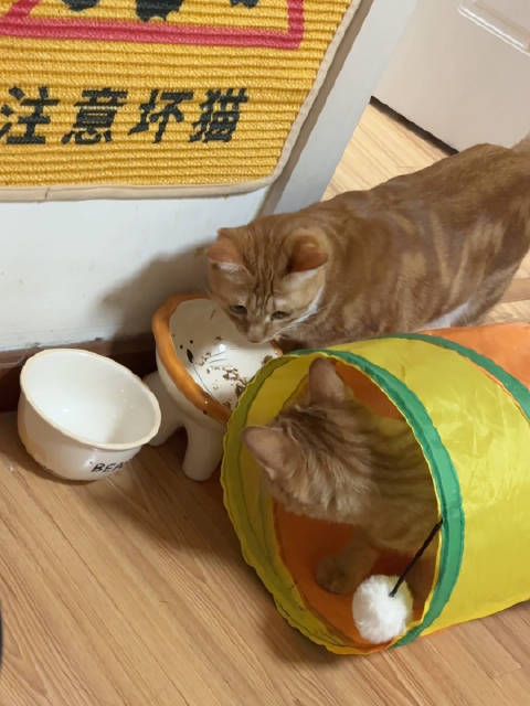 注意坏猫！ 今日交织小品一则