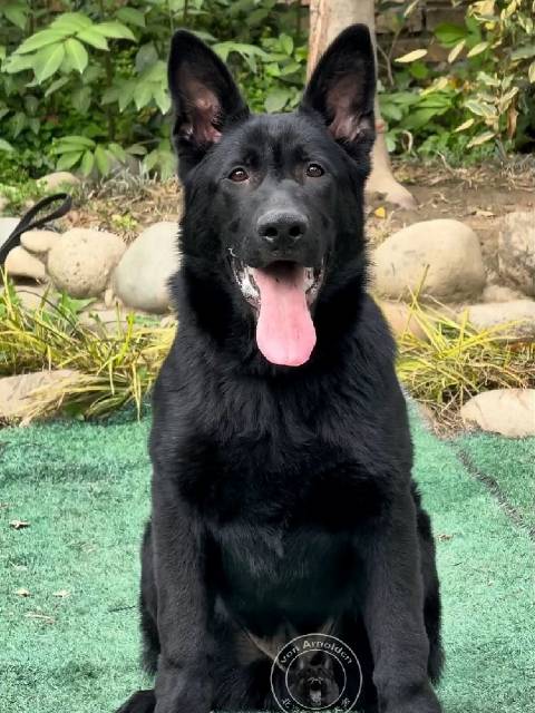 东德牧羊犬冠军后代亮相引关注