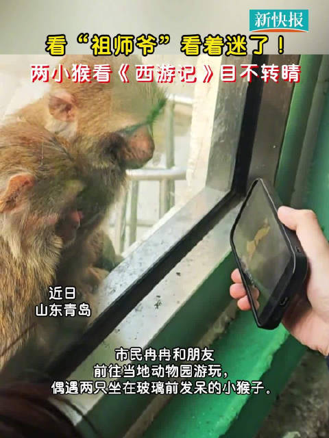 两小猴看西游记目不转睛