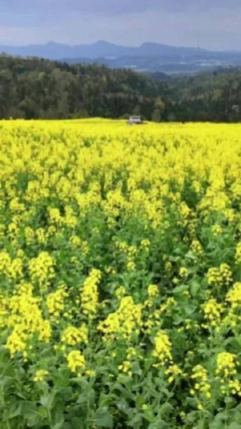 甘孜春日繁花盛放，励志哲理引人生思考