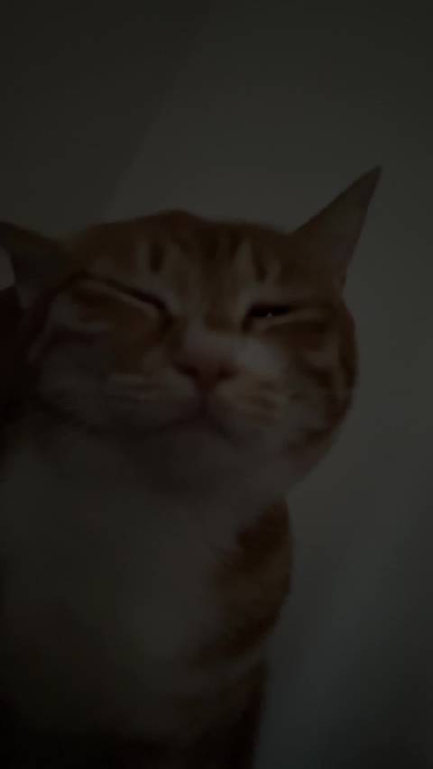 看见人醒了就站在旁边开摩托的咪