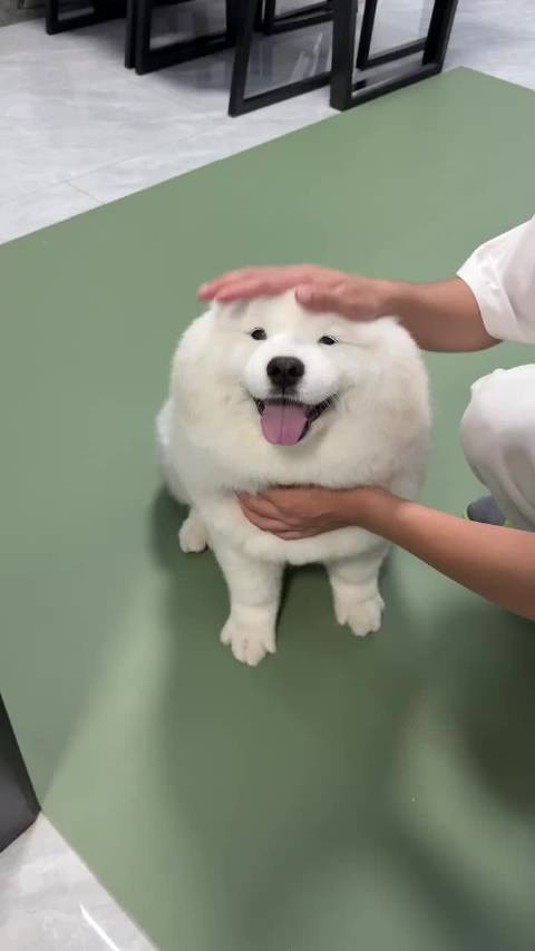 主人同时拥有萨摩耶和海豹耶