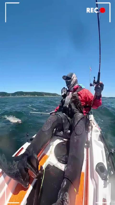 钓鱼惊现“截胡王”男子与海狮抢鱼