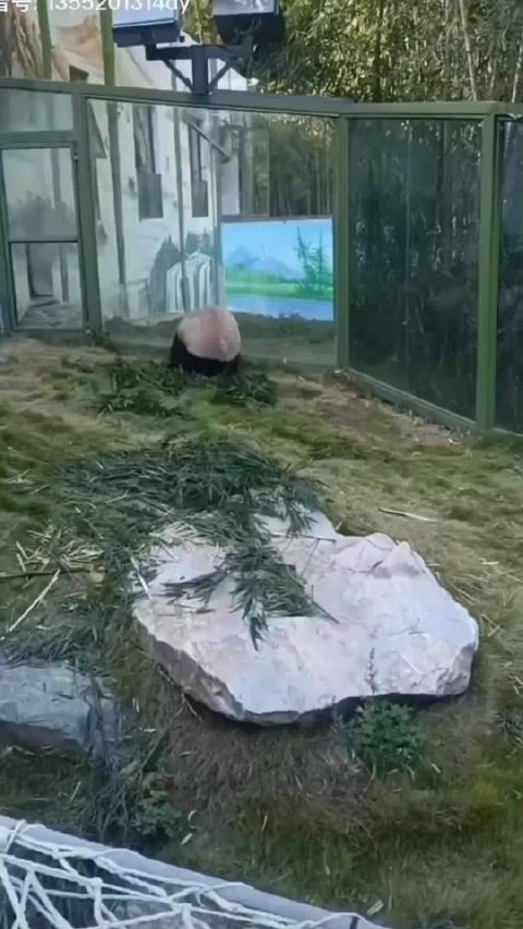 中国人自己的功夫熊猫