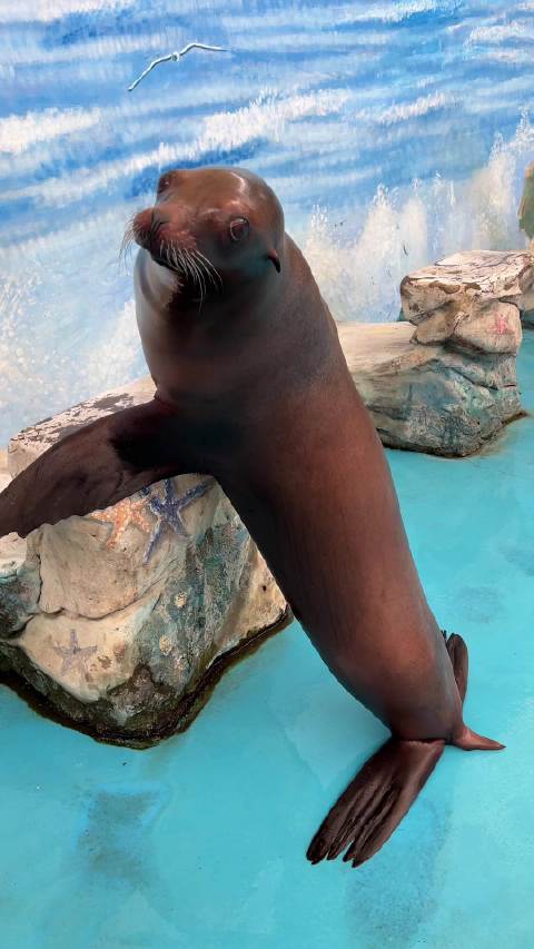 棕褐色精灵：加州海狮爱梅