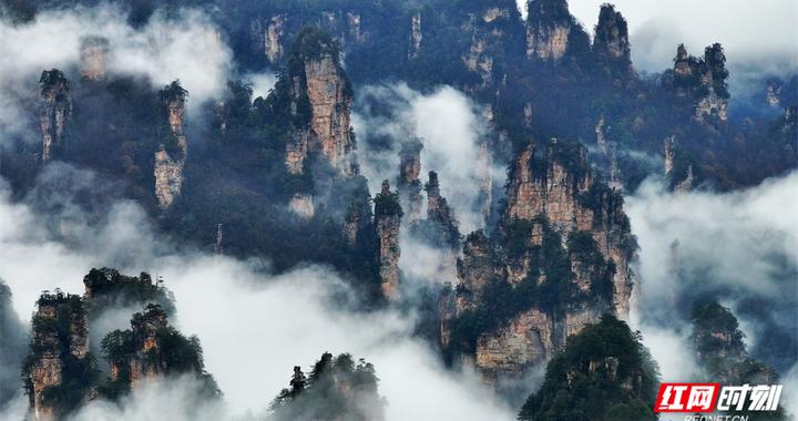 春雨润峰林 云海入画来 张家界十里画廊雨后现“阿凡达”仙境
