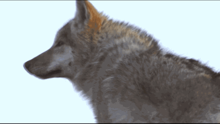 “靠近你，就靠近了痛苦，远离你，就远离了幸福”：狼王格林，活得比人还通透…