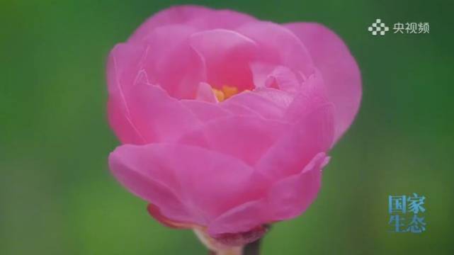 周深歌声伴春日繁花绽放