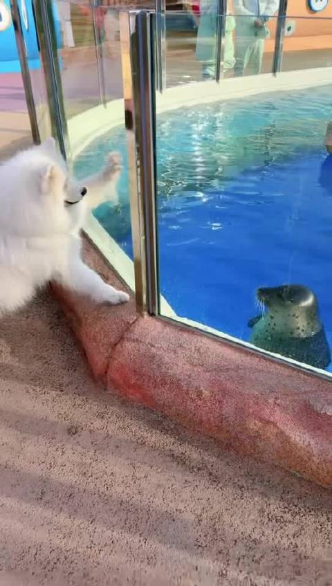 当i豹遇上e狗 海豹狗狗