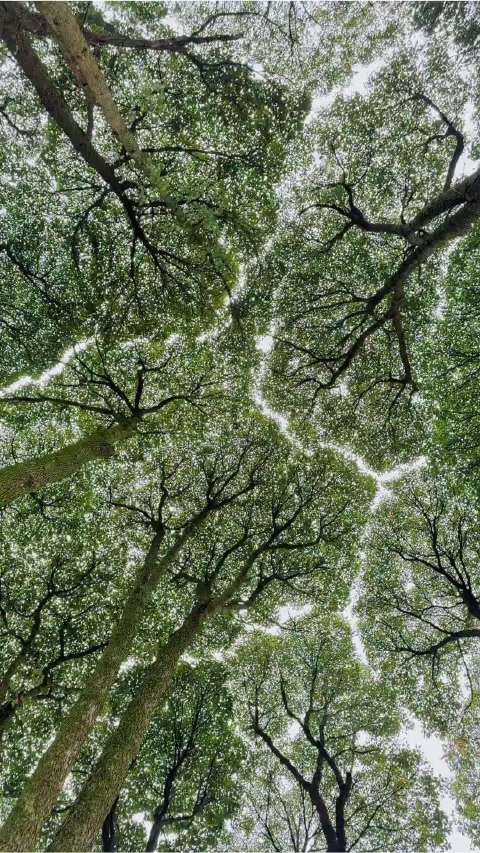 树都知道边界，有些人为何不知？