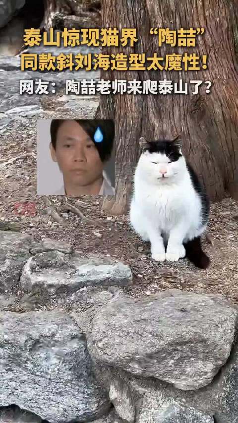 泰山惊现猫界“陶喆”！同款斜刘海造型太魔性！网友：陶喆老师来爬泰山了？