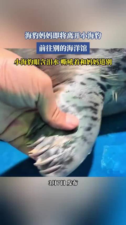 海豹妈妈要离开小海豹，前往别的海洋馆，小海豹含泪和妈妈道别！