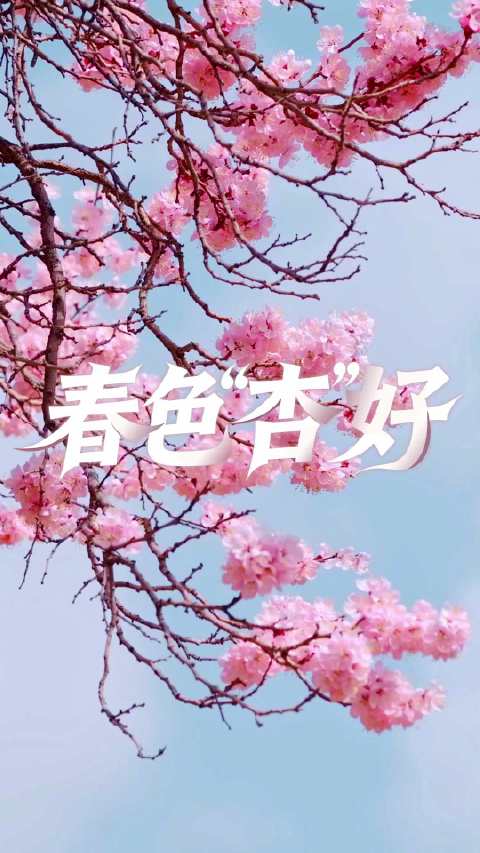 杏花绽放如胭脂晕染至素白飘落