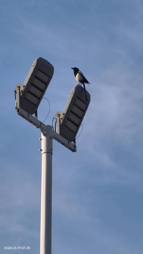喜鹊晨鸣报周四美好，任嘉伦分享阳光语录