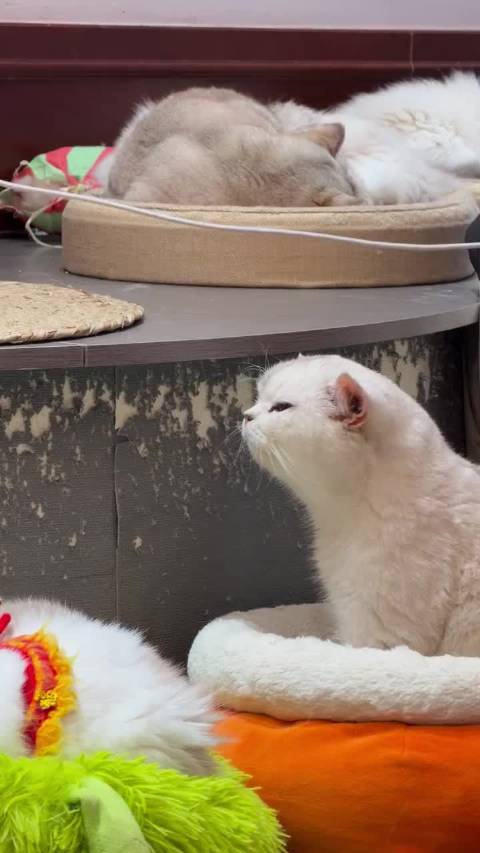 猫猫打嗝，打成了小海狮