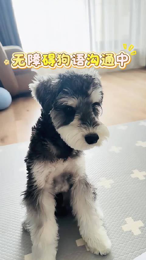 养狗之后慢慢你会发现自己变成了一个“狗傻子”