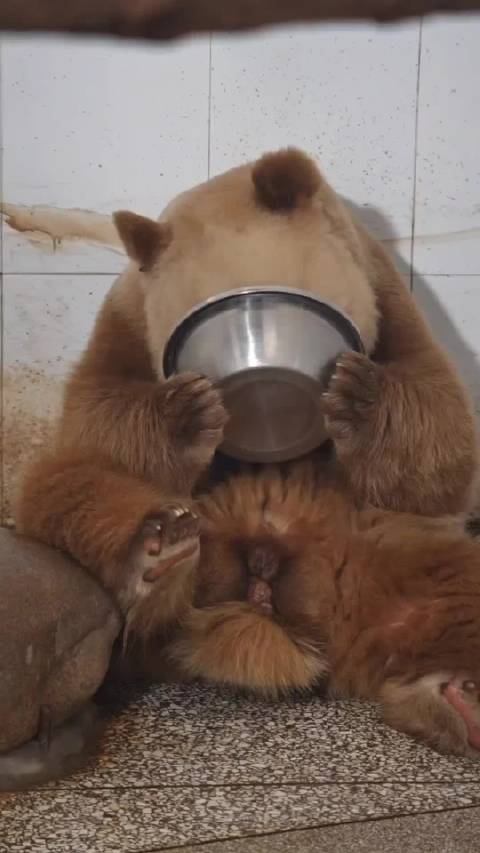 仔仔：奶爸奶妈你们不用洗盆盆了，我已经把它给舔干净了，可以当镜子用了！